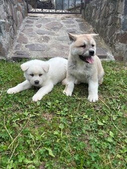Akita inu