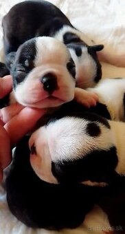 Bostonský teriér,Boston,Boston Terrier