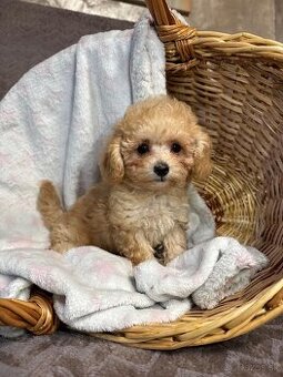 Maltipoo