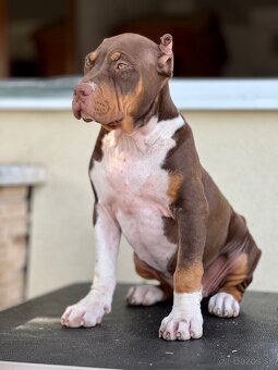 American bully xl