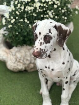 Dalmatínsky pes