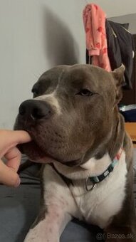 American bully XL (REZERVOVANÝ)