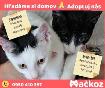THOMAS a GABRIEL - DARUJEM KOCURIKA / KOCURIKOV NA ADOPCIU
