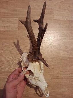 Trofej trofeje parohy parožie zhody,,,