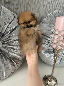 Pomeranian mini