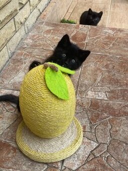 Darujem dvoch kocúrikov