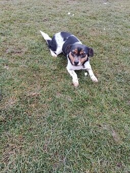 Darujem krizenca maleho vzrastu