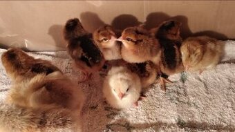 kuriatka cream legbar 6.4.