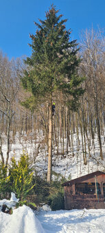 Vyrub a orez stromov