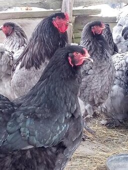 NV Brahman modré čierne 1,50€