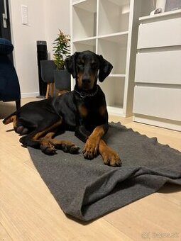 Darujem dobermana do dobrých rúk.