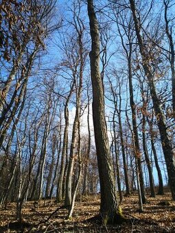 Lesný pozemok Budikovany, výmery 4547m2,7518m2,