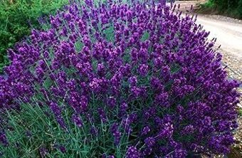 Levanduľa HIDCOTE BLUE