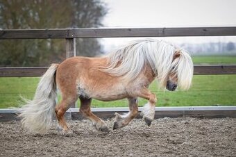 Kupim Shetland žrebca
