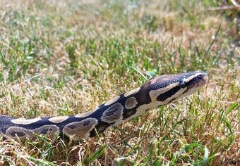 Python Regius