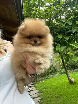 Pomeranian s pp FCI