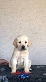 Labrador retriever