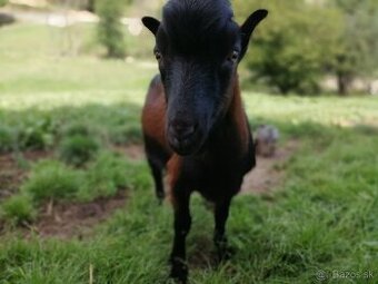 predám bezrohého capa lamancha - 1