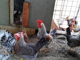 Cream legbar, marans a vlaška jarabičia /leghorn brown/