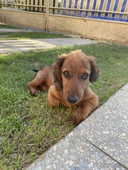 Jazvečik dlhosrstý predaj