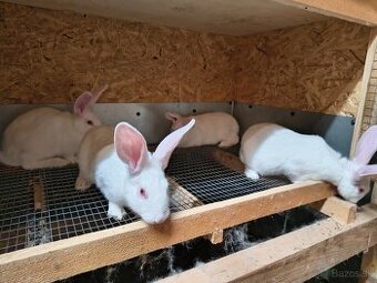 Predám králikov hyla na chov alebo mäso