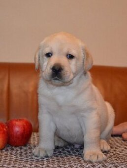 Labrador retriever šteniatka s PP