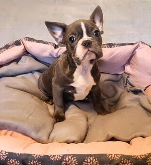 Šteniatka k odberu, Francúzsky buldoček, modré psy  a čierna