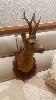 Trofej ,preparat ,srnec ,parohy ,parožie