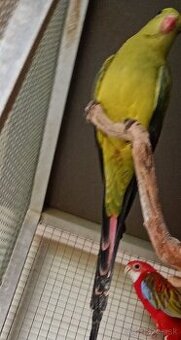 Predám papagáje