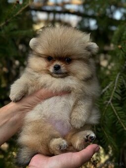Pomeranain MINI fenečka PP FCI