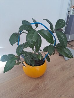 Hoya carnosa, hoja - voskovka