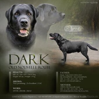 Ponúkam psa na krytie - labrador retriever