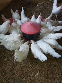 Leghorn,leghornky