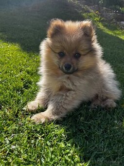 Pomeranian