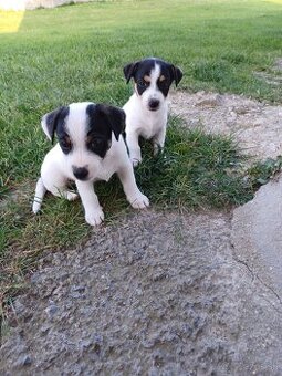 Šteniatka Jack Russel teriér