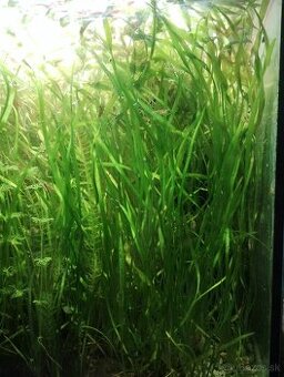 Vallisneria spiralis rastliny+5ks Krevetky