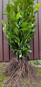 Vavrinovec Novita volnokorenny aj v kvetináči a cervienka