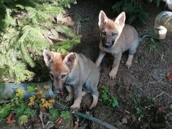 Československý vlčiak /nemecký ovčiak