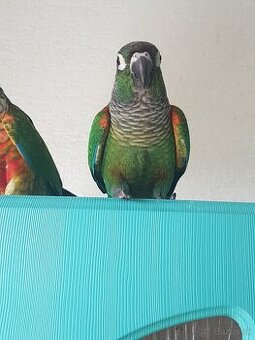 PREDAM RUCNE DOKRMENE PYRURY PERLETOVE LEPIDA - 1