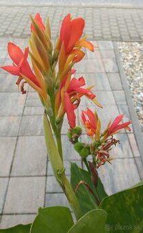 Kana indická - hľuzy