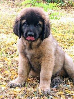 Leonberger s PP