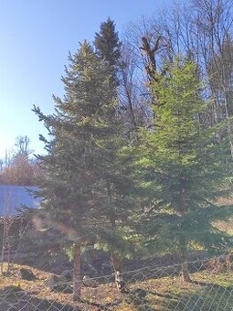 Živý vianočný stromček  2 kusy