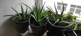 Aloe Vera 3 ročne rastliny