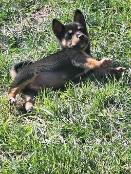 Siba inu