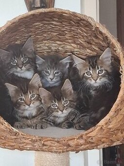 Mainská Mývalia mačka / Maine Coon