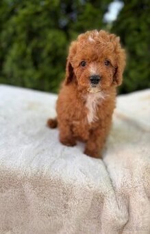 Cavapoo