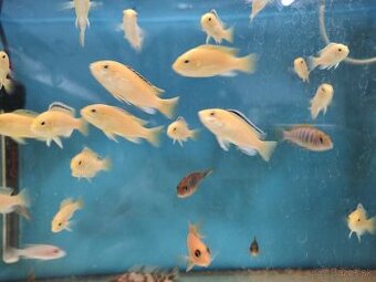 Predám Cichlidy Labidochromis Caeruleus yellow