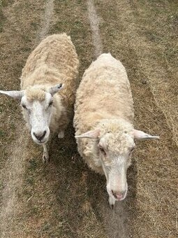 Predavam ovce merino