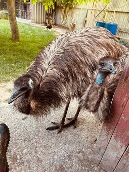 Emu 13 Mesiac - 1