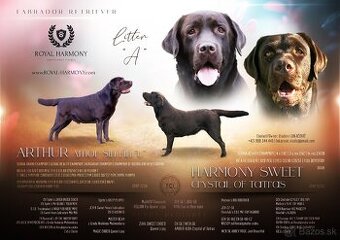 Cokoladovy labrador FCI s PP